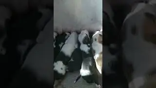 Ангелы.