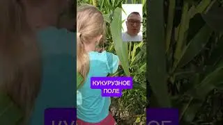 Гуляем по кукурузному полю 🌽