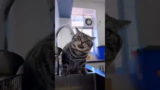 cat water drinking