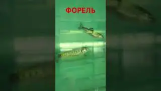 Форель