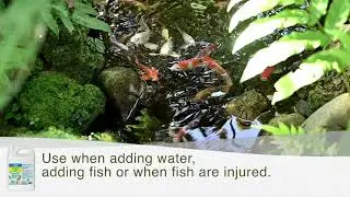 API POND STRESS COAT | Keep your pond fish safe