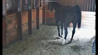 horse poop