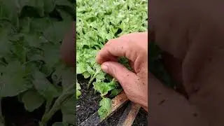 obat perangsang akar pada bibit krisan atau aster