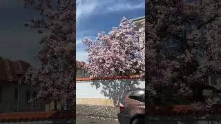 Bükreşin meşhur Manolya ağacı #bahar #manolya #bükreş