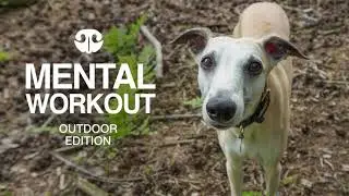 FOREST TREAT HUNT - DIY Mental Workout for Dogs | Outdoor edition