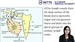 Lymphatics of the breast final