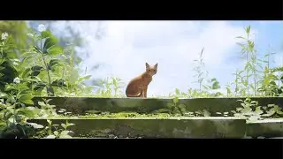 Stray #7 FIN