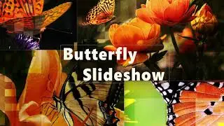 Modern 3d butterfly slideshow in After Effects