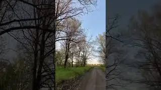 Приехали за липовым медом в лес , а тут такой сюрприз