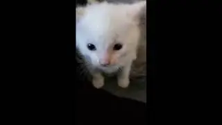 HI HERBERT