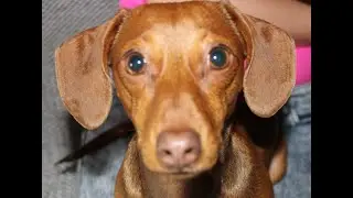 Jessie the Dachy puppy first days