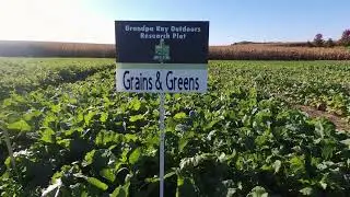Grains and Greens