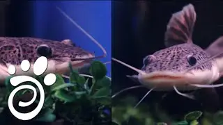 Фрактоцефалус Краснохвостый Сом Ориноко. Все О Домашних Животных.