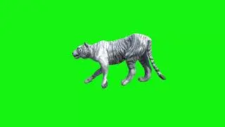 tiger green screen video footage left forward