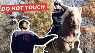 Officer Arrests Me For Touching His Horse!