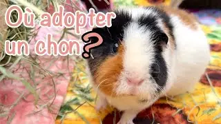 Où adopter un cochon d'Inde?