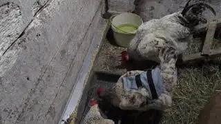 Спасение курей из лап пети. Попонки для кур.