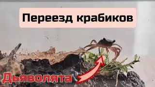 Пересадка малышей крабов в отдельный террариум.