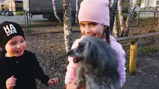 Спаниель СЭМ 🐶