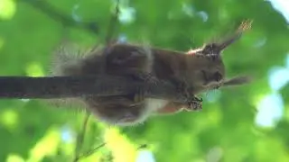Пытался кормить белок, но тут прибежала собака / I tried to feed the squirrels