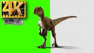 4K Realistic Velociraptor Green Screen | Dinosaur Footage 4K