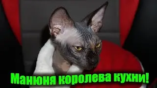 Сфинкс и кухня это синонимы))  Котенок канадского сфинкса это зомби