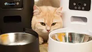 Cat reviewers are here,go checking their job now!