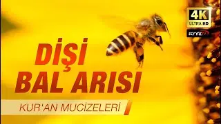 Female Honey Bee [Quran Miracles] 4K