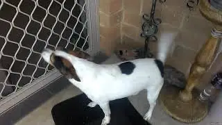Dog don't sit