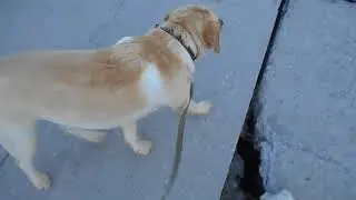 Лабрадор на прогулке