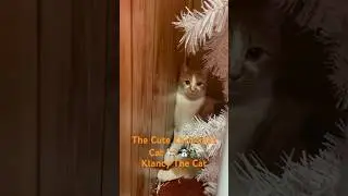 My Cat Loves Christmas! #cats #catshorts #shorts #christmas #christmascat #gingercat #viral