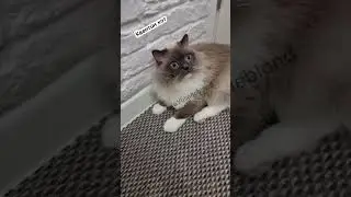 Стесняюсь😽 