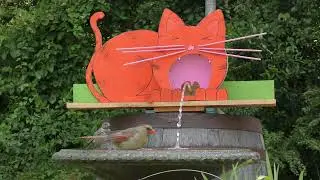 Timelapse Garden Fountain Birdbath and Birdfeeders @Live-DIY No Talking No Music
