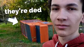 all my birds are gone