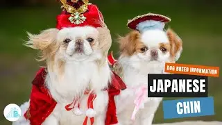 Japanese Chin Dog Breed Information