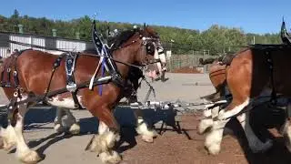 Draft Horses - Evergreen Fair