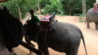 Tayland Fil Safarisi - Tayland Gezim