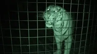 What BIG Cats Do At Night - Big Cat Rescue