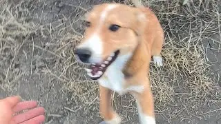 ехал на мотоцикле и за мной увязался этот пёс)