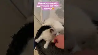 Скоро у Мани такие же будут котятки 🥰🤗