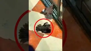 পাখিগুলো এখানে এসে শুয়ে পড়ছে কেনো 😳😳