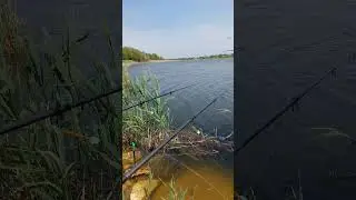 Клювання карася😍🔥 