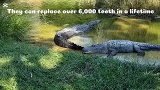 7 Interesting Facts About Crocodiles