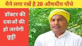 मैंने कौन से औषधीय पौधे अपने बगीचे में लगा रखे हैं || Herbs Plant in My Garden | Home Garden