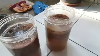 Jamur Jakaba Umur 3 Pekan