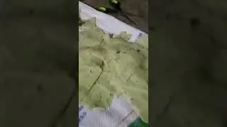 vilem ngentot