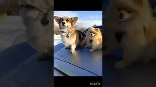 Видео от Сони мамы Никсы о  том как прошел первый месяц булочки в семье