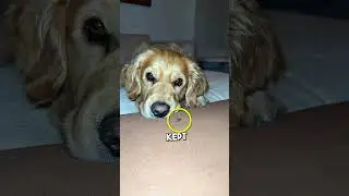 Cute Dog Fights a Bug 😂
