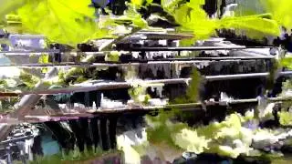 Hydroponic Watermelon