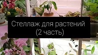 стеллаж для растений